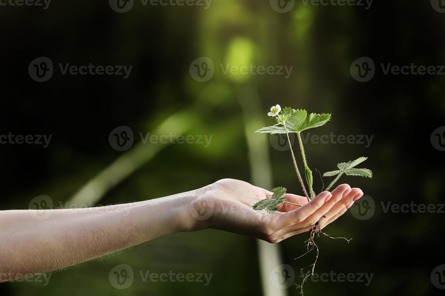 ambiente giornata della terra nelle mani di alberi che crescono piantine. bokeh sfondo verde mano femminile che tiene albero sulla natura campo erba concetto di conservazione della foresta. foto