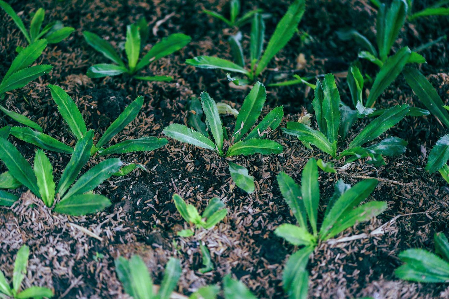 piantare giovane culantro sul terreno - piantagione culantro vegetale foglie piante agricoltura , coriandolo dente di sega foto