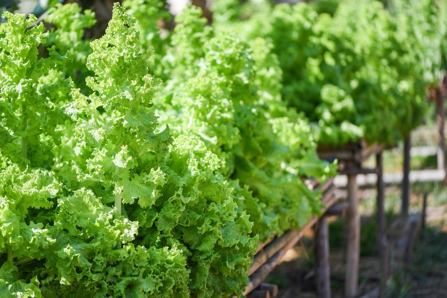 primo piano di insalata di verdure verdi sullo sfondo del giardino - foglie di lattuga fresca e rigogliosa sullo sfondo della fattoria di erbe foto