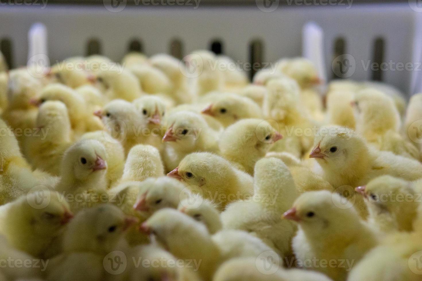 pulcini appena nati sul vassoio, affari di pollame. azienda di allevamento di polli con allevamento elevato e utilizzo della tecnologia sull'agricoltura nella selezione della linea di processo del genere di pollo foto