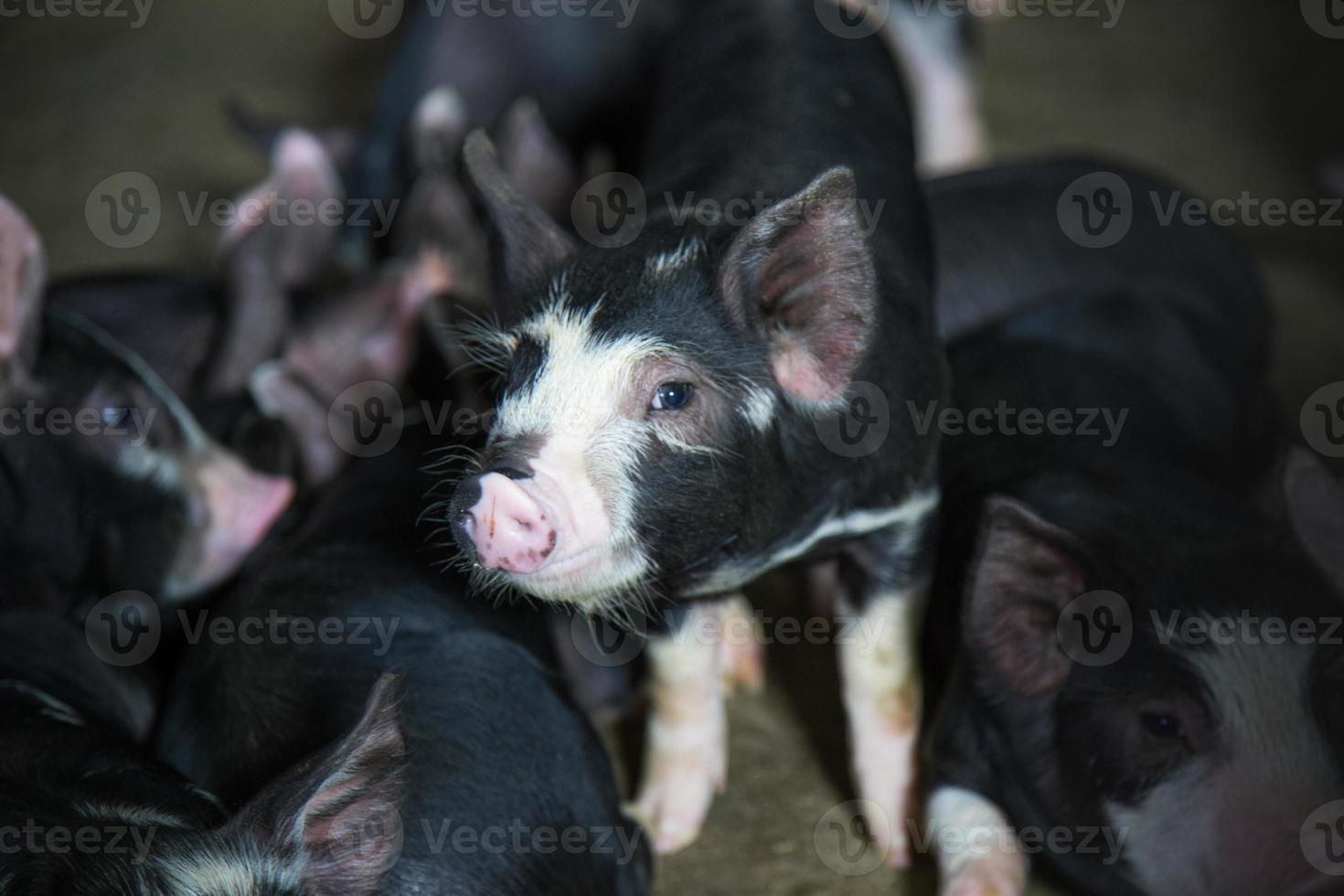 allevamento di maiali nel settore dei suini in un allevamento al coperto ordinato e pulito, con maialino che allatta la madre foto