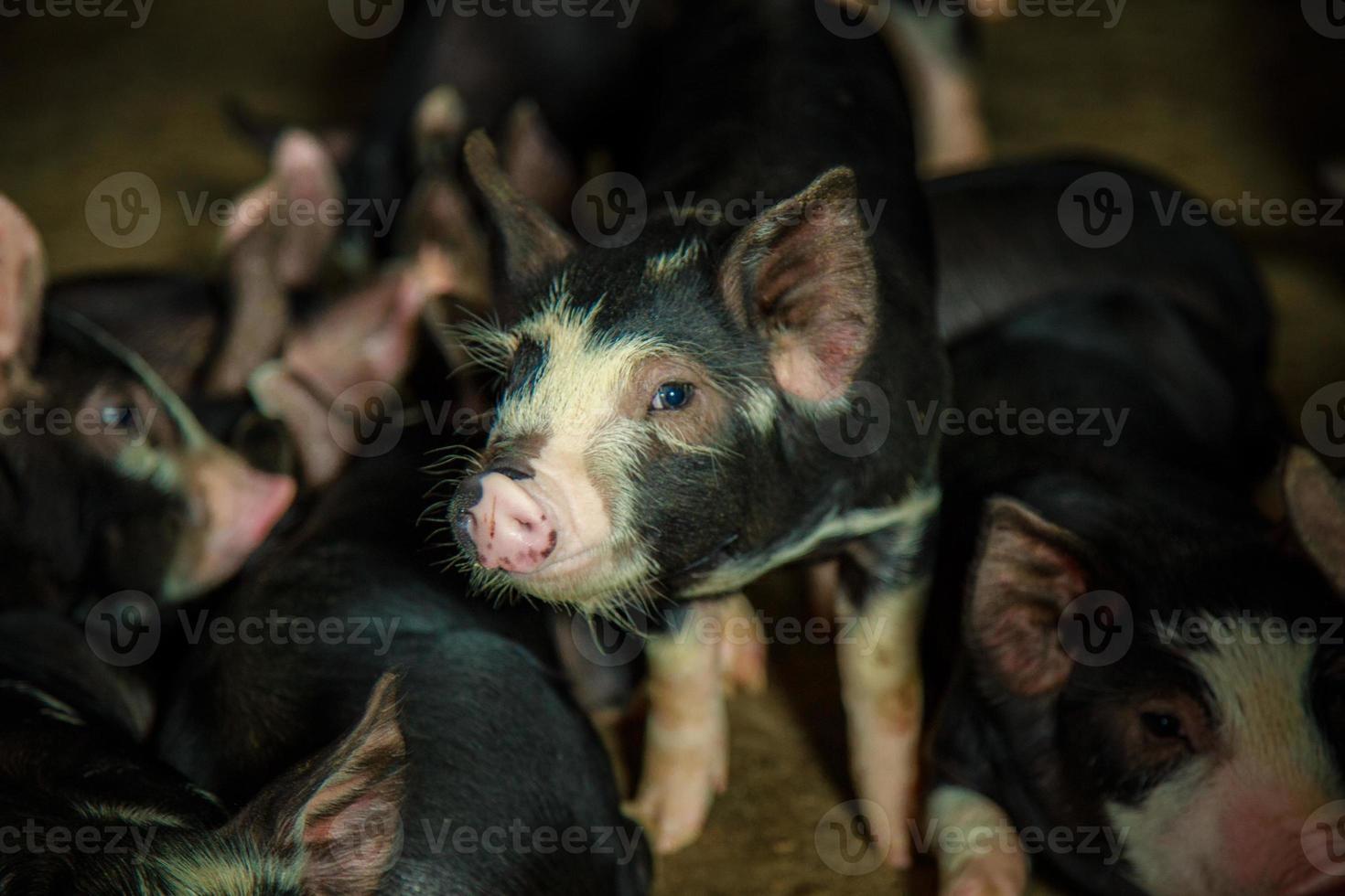 Curiosi maiali kurobuta in un allevamento di suini nel settore dei suini in un allevamento al coperto ordinato e pulito, con madre di suino che alimenta maialino foto