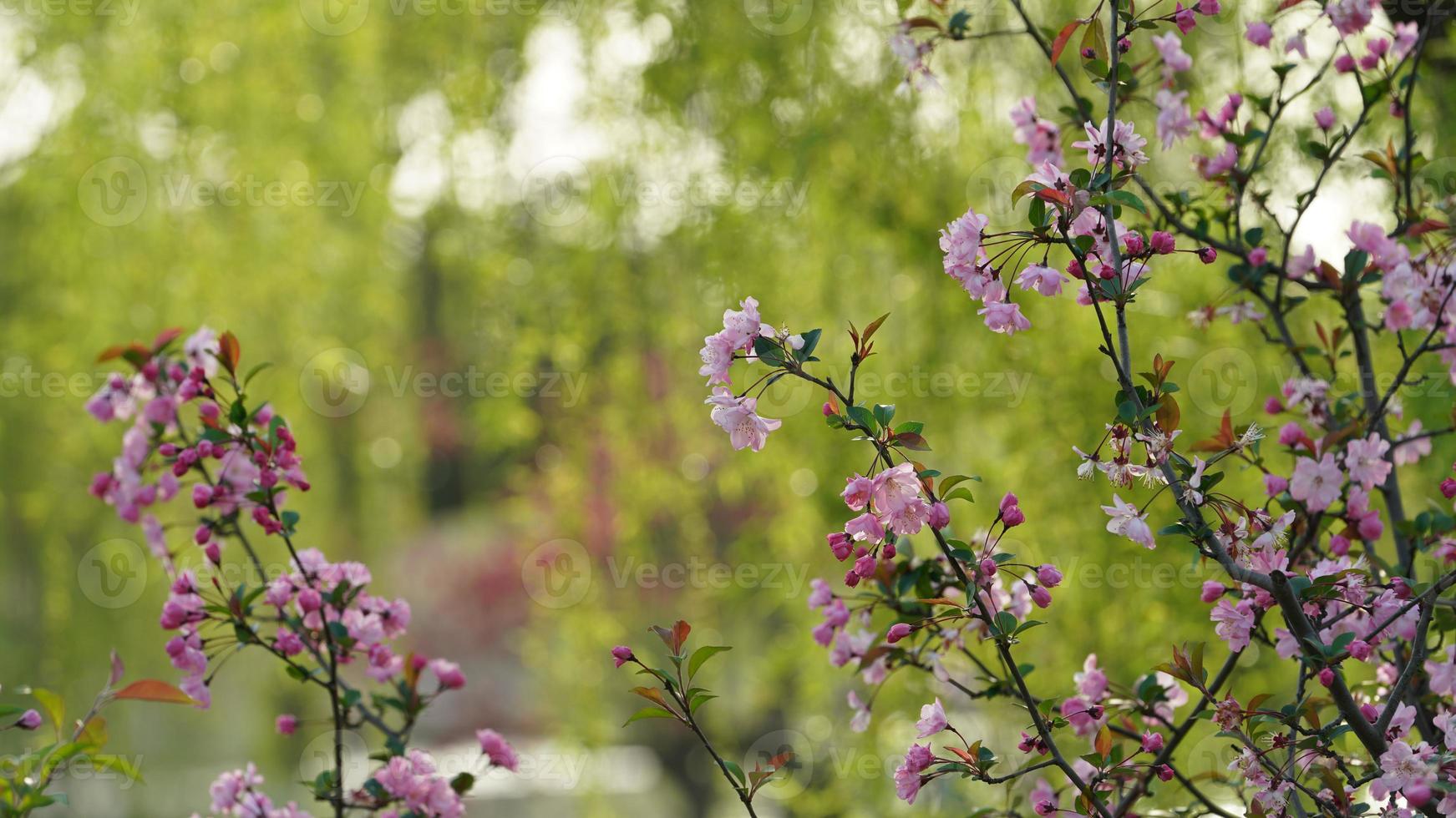 i bellissimi fiori di ciliegio che sbocciano nel parco in Cina in primavera foto