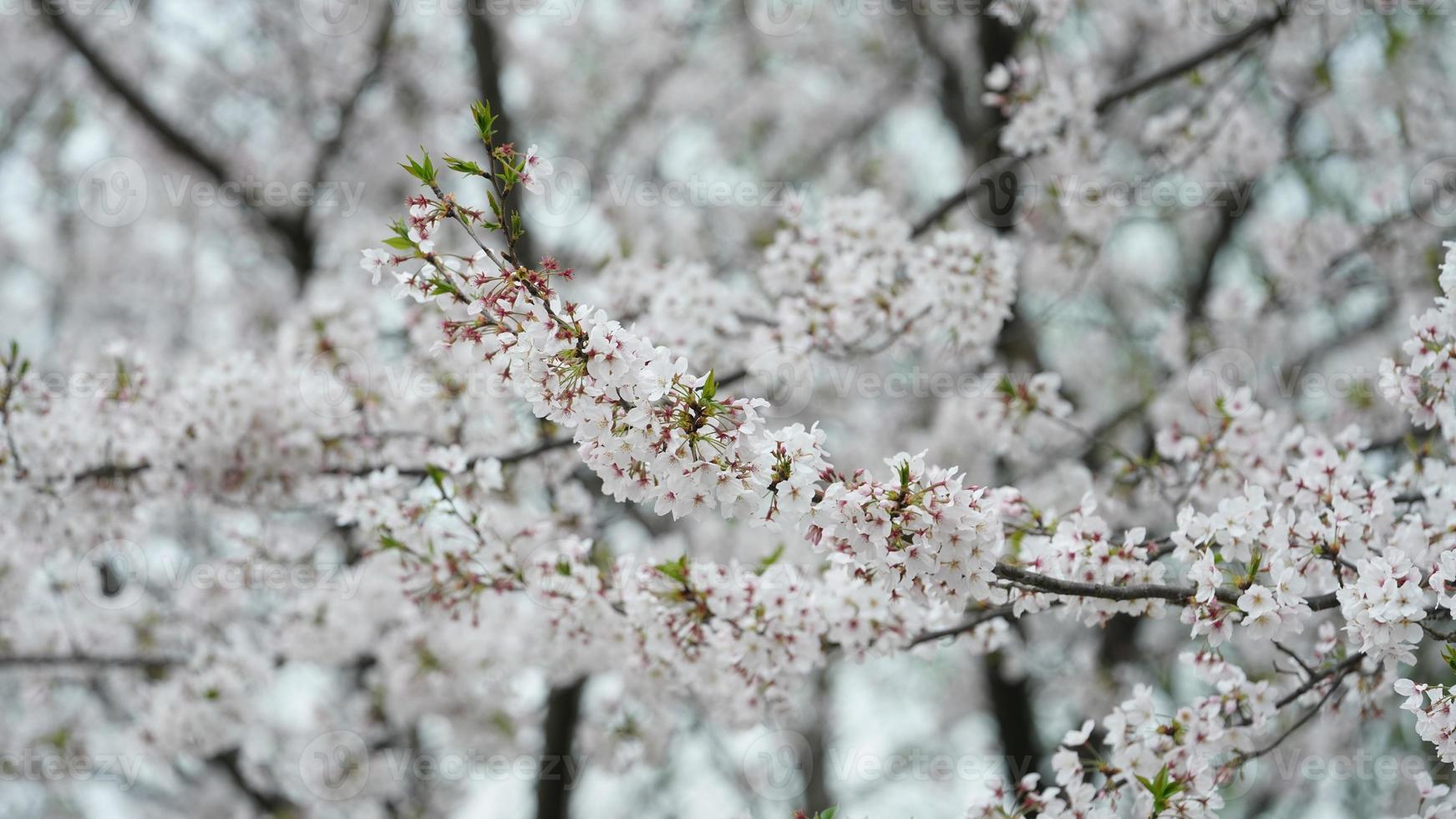 i bellissimi fiori di ciliegio che sbocciano nel parco in Cina in primavera foto