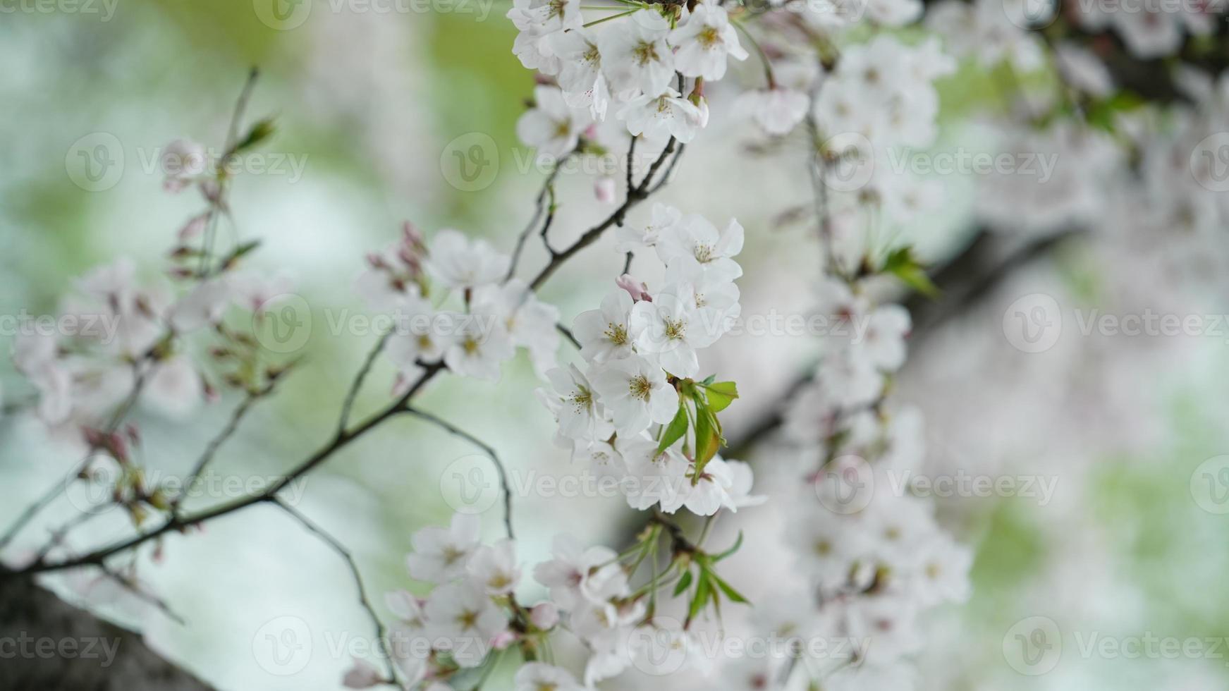 i bellissimi fiori di ciliegio che sbocciano nel parco in Cina in primavera foto