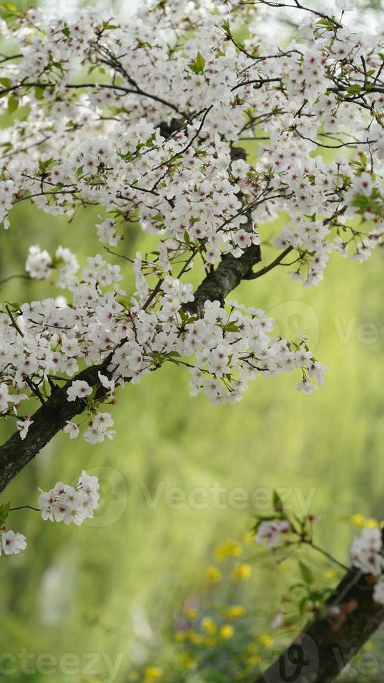 i bellissimi fiori di ciliegio che sbocciano nel parco in Cina in primavera foto