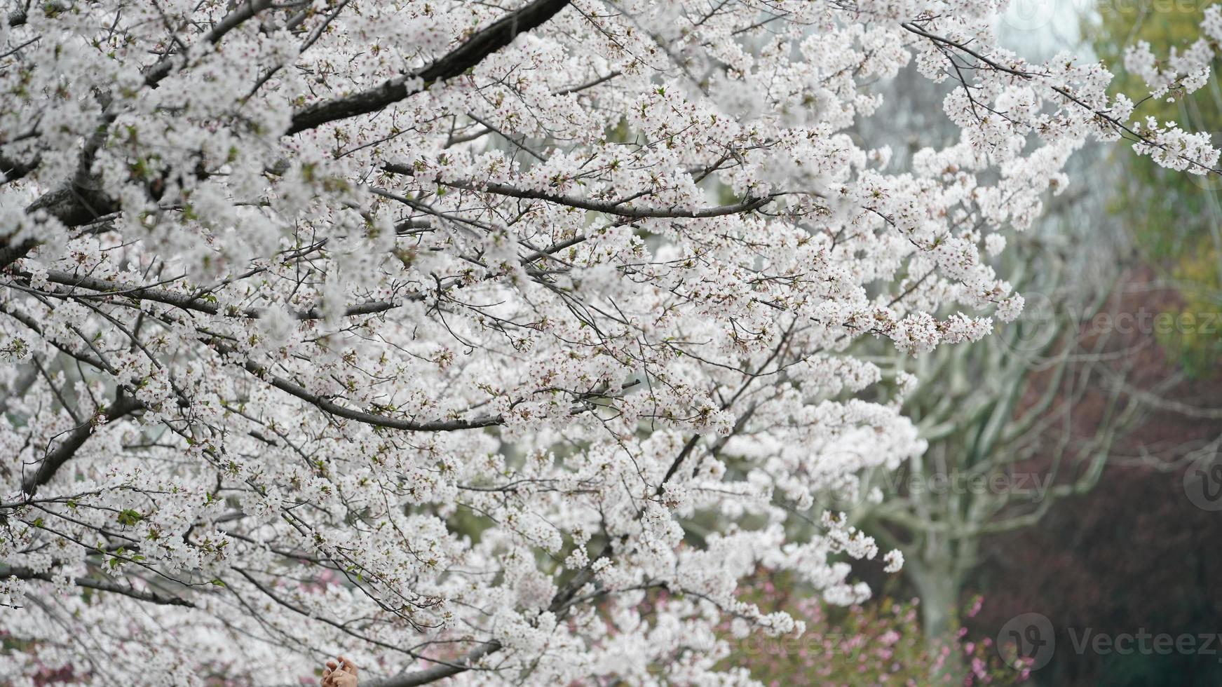 i bellissimi fiori di ciliegio che sbocciano nel parco in Cina in primavera foto