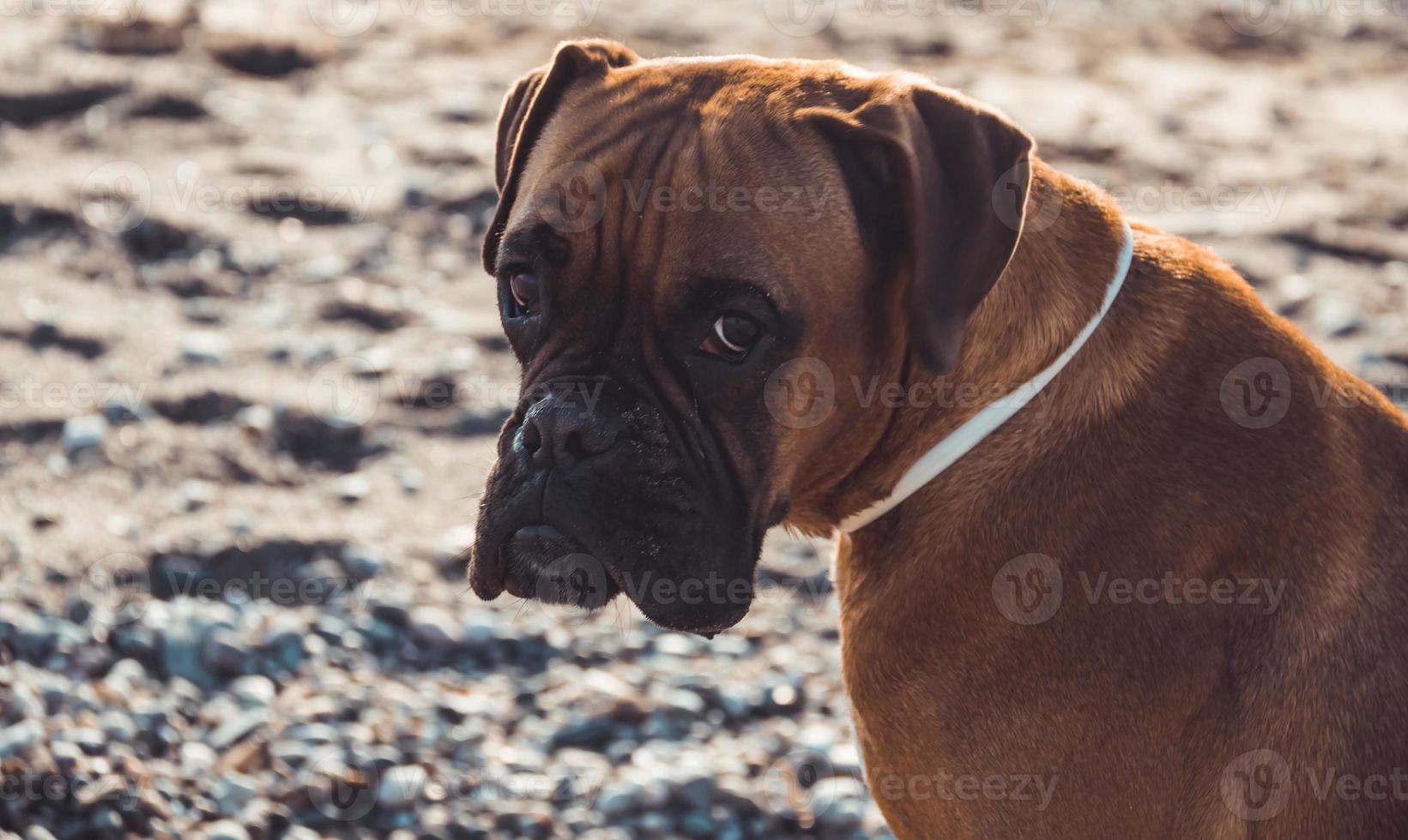 cane boxer sulla spiaggia foto