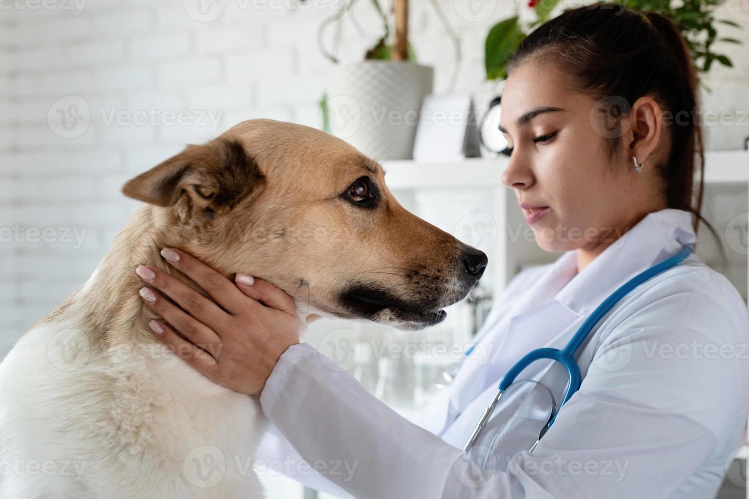 veterinario sorridente che esamina e spazzola un cane di razza mista foto