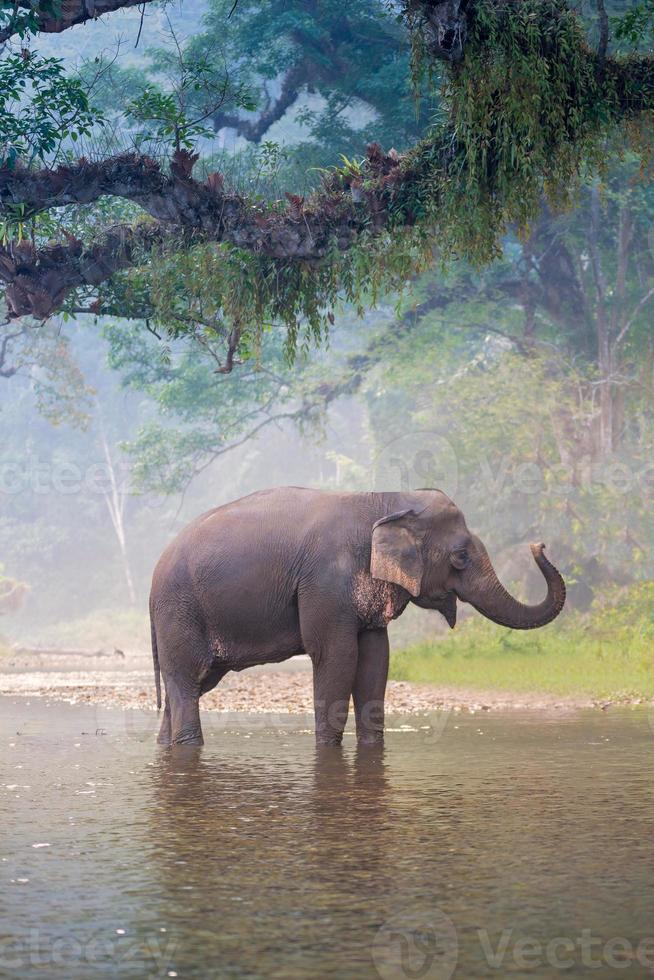 Elefante asiatico in un fiume naturale nella foresta profonda, Thailandia foto