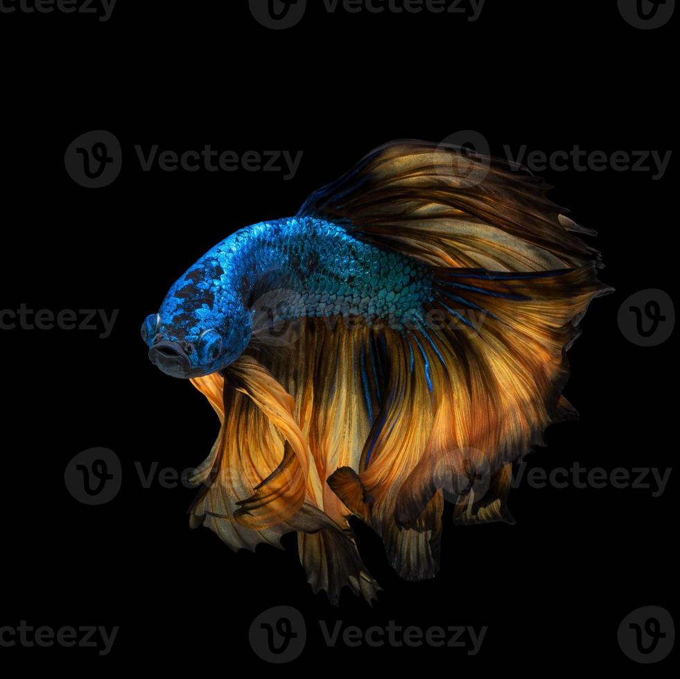 pesce betta o pesce combattente siamese in movimento isolato su sfondo nero. foto