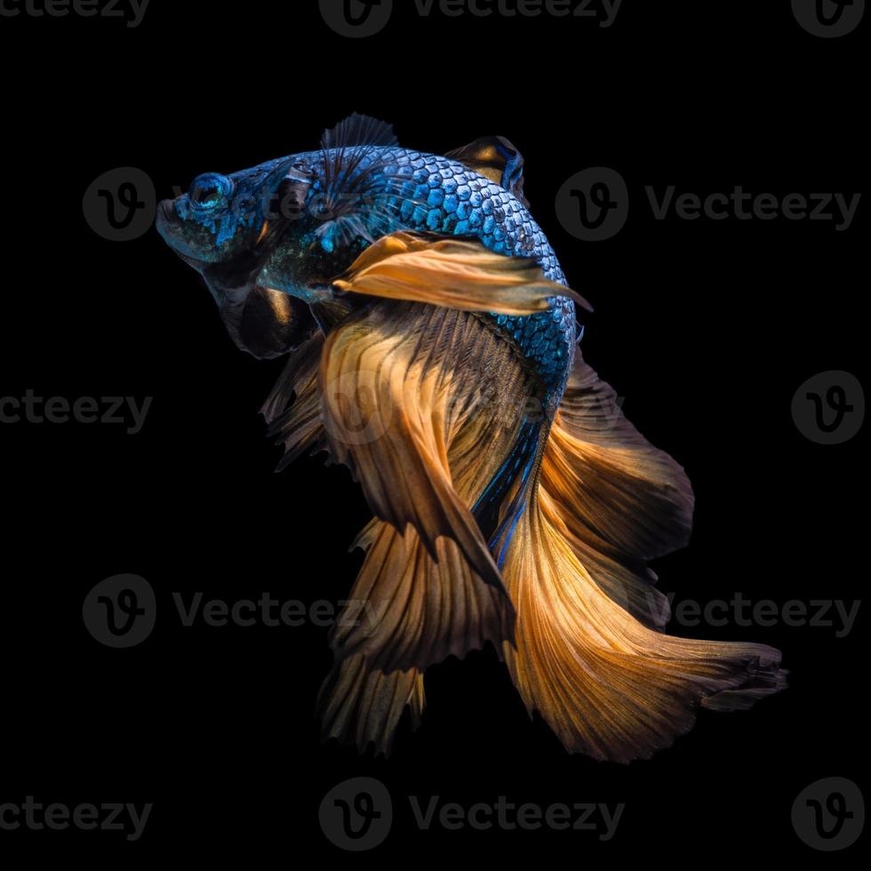 pesce betta o pesce combattente siamese in movimento isolato su sfondo nero. foto