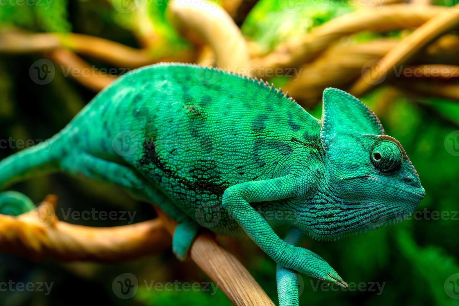 verde camaleonte nel il terrario. camaleonte Guarda. foto