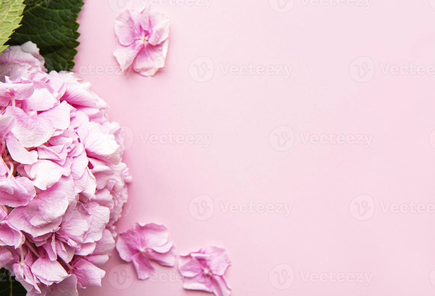 fiori di ortensia rosa su sfondo rosa foto