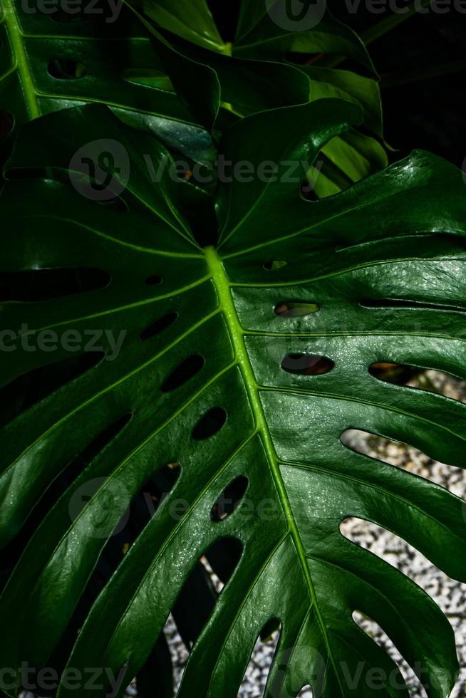 foglie di piante monstera foto