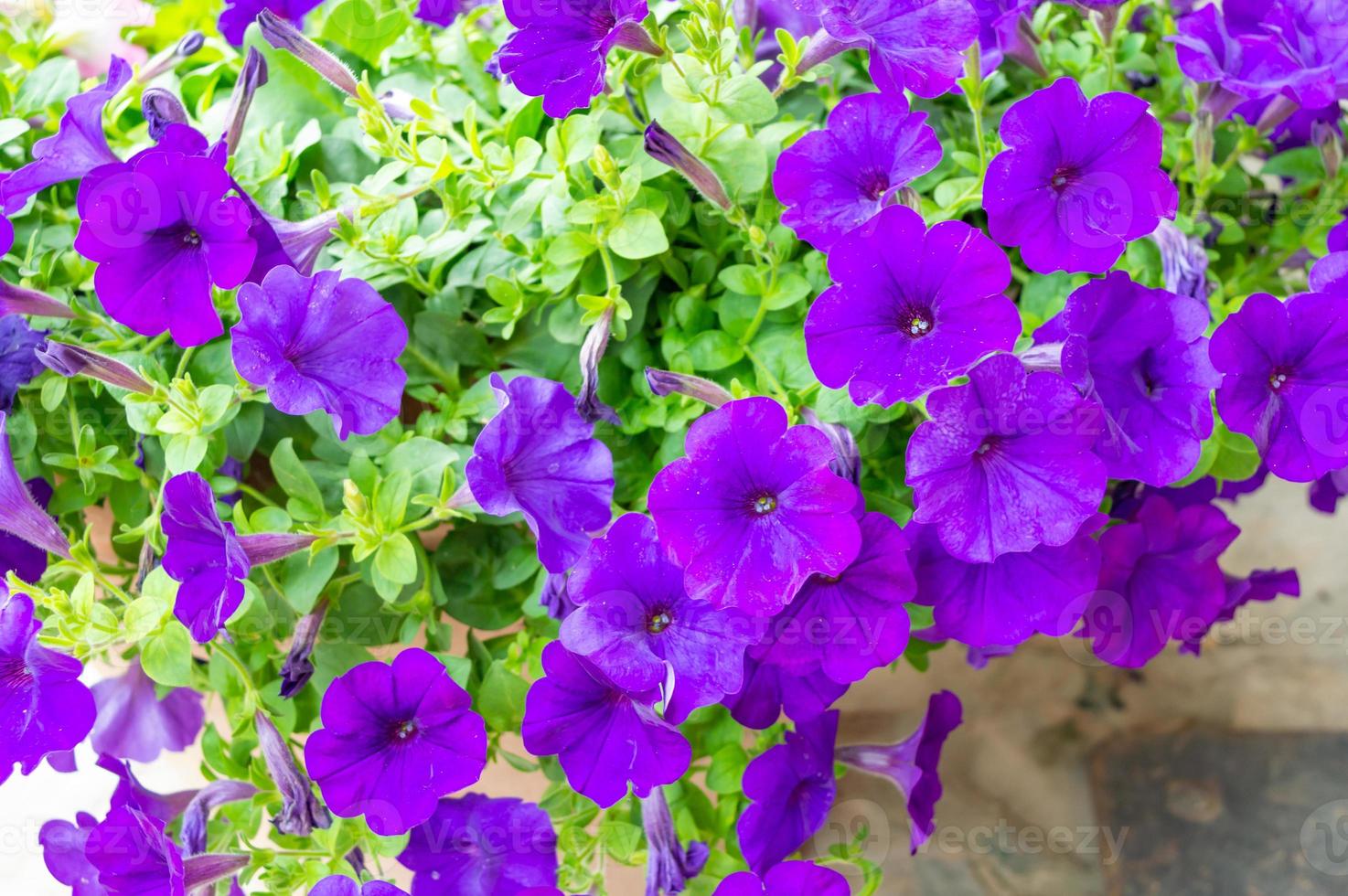 cespuglio di fiori viola i fiori hanno una sputacchiera viola brillante. foto