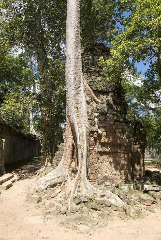 vecchio albero tra le rovine. foto