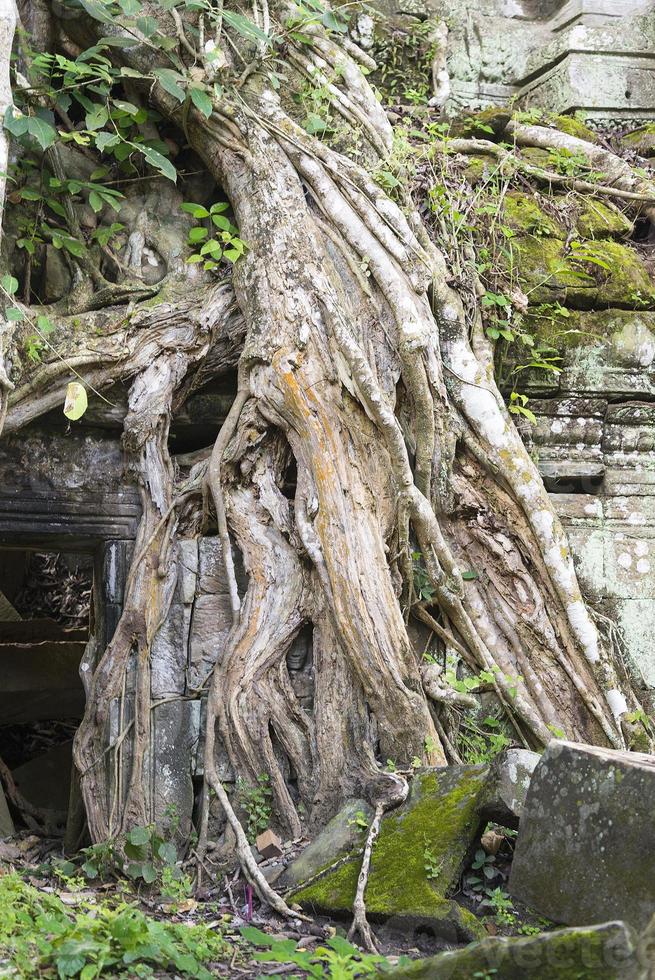 radici degli alberi angkor wat. foto