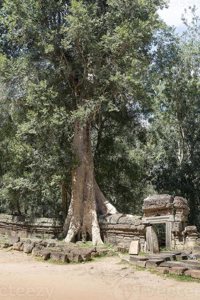 vecchio albero tra le rovine. foto