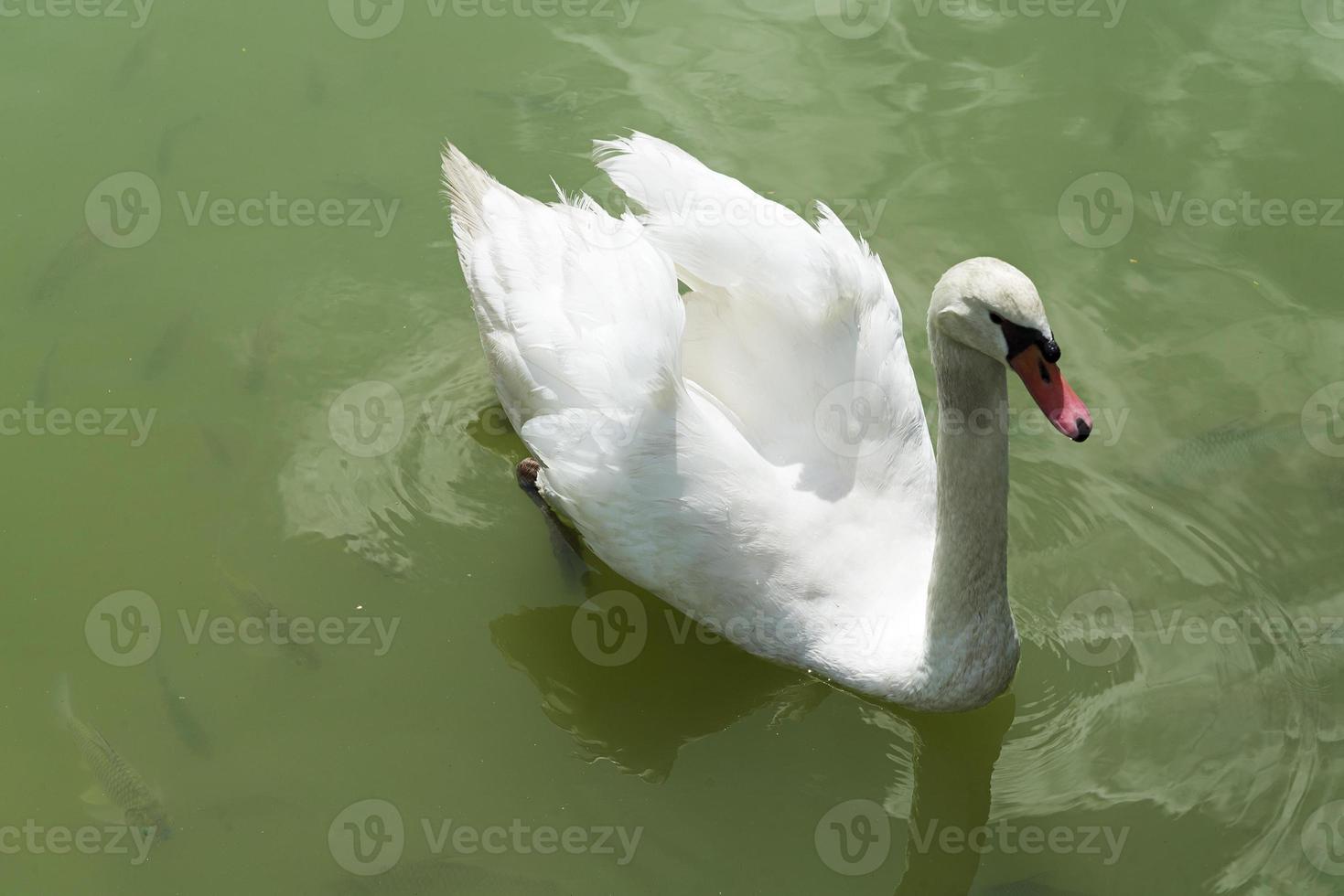 cigno sullo stagno. foto