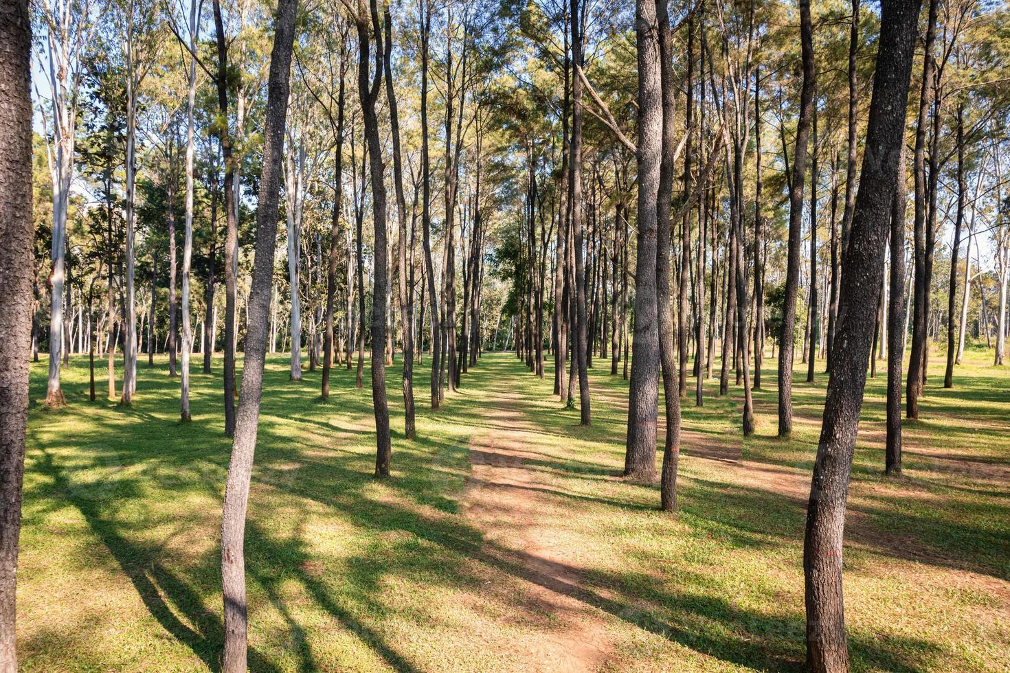 vista aerea di alberi di pino con luce solare splendente nella foresta nell'area di conservazione foto