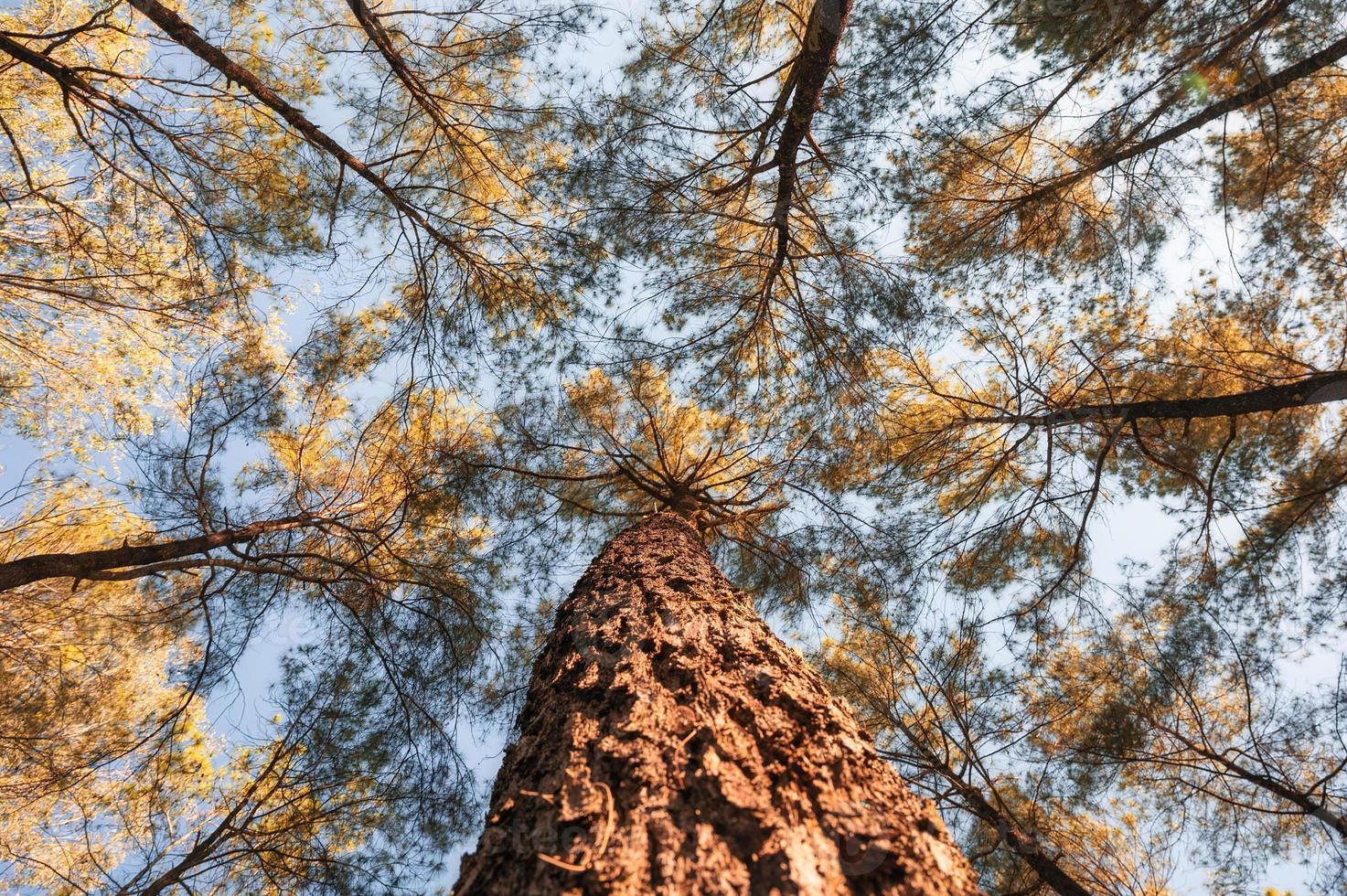 guardando in alto dei pini nella foresta autunnale in una giornata di sole foto