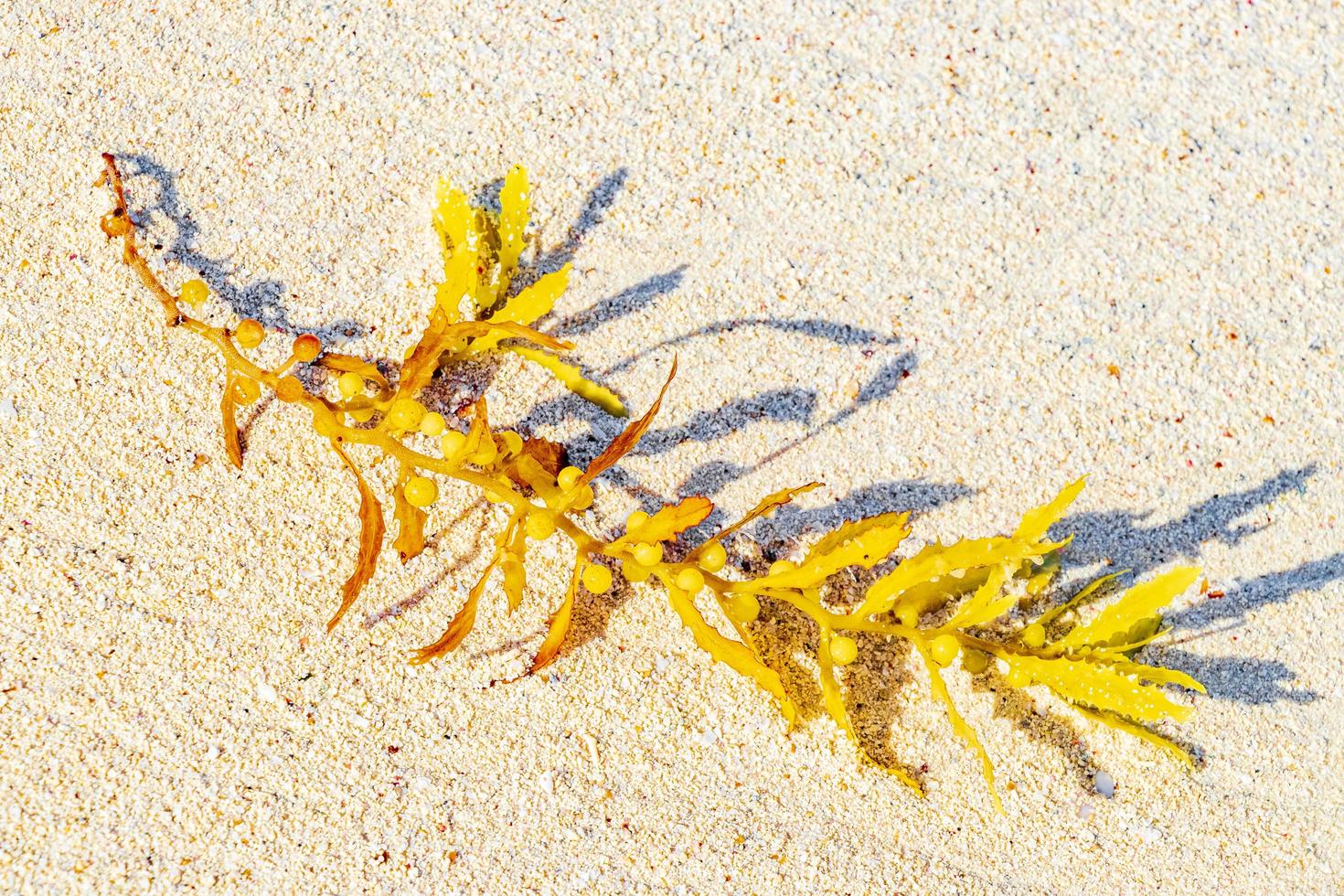 alghe fresche sargazo spiaggia punta esmeralda playa del carmen messico. foto