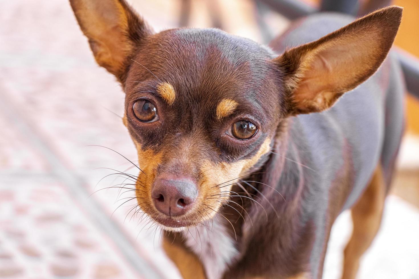 Ritratto di cane chihuahua marrone messicano dall'aspetto adorabile e carino Messico. foto