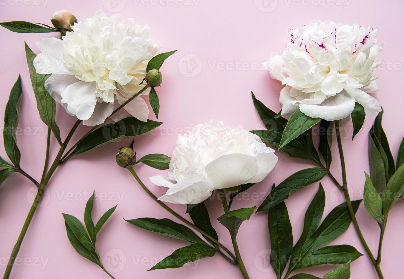 fiori di peonia su uno sfondo rosa pastello foto