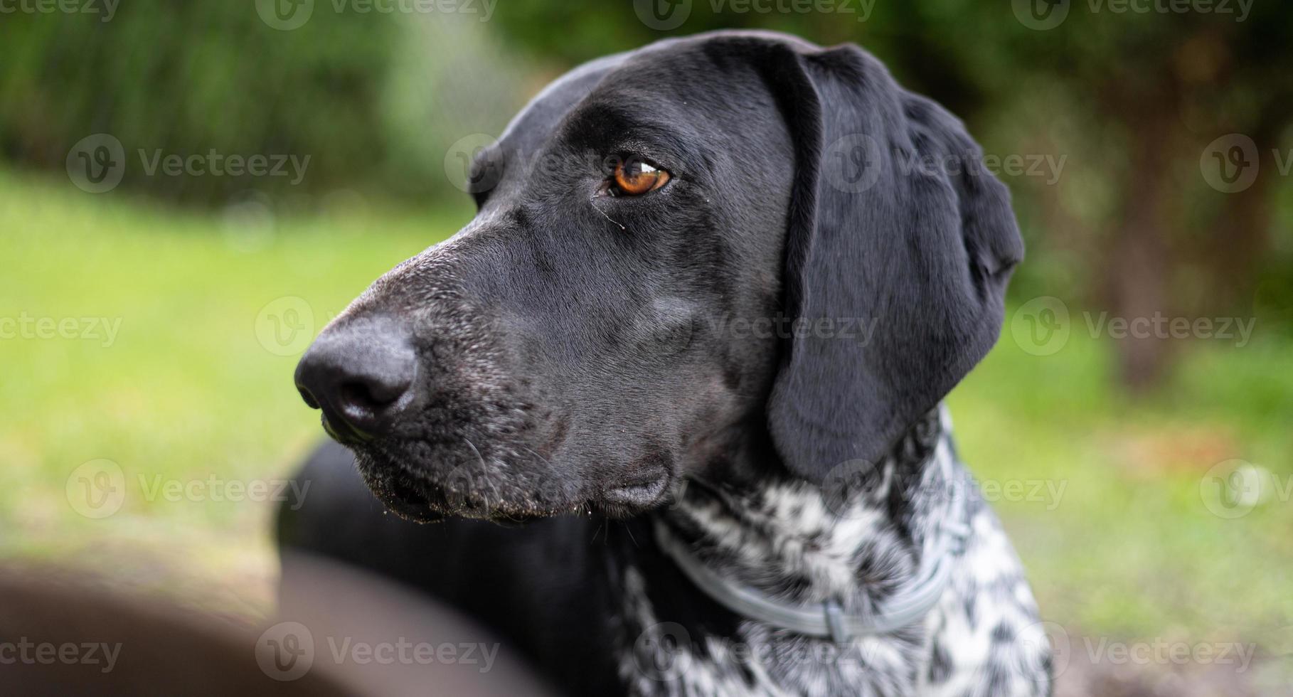 puntatore tedesco a pelo corto. cane da caccia in giardino. foto