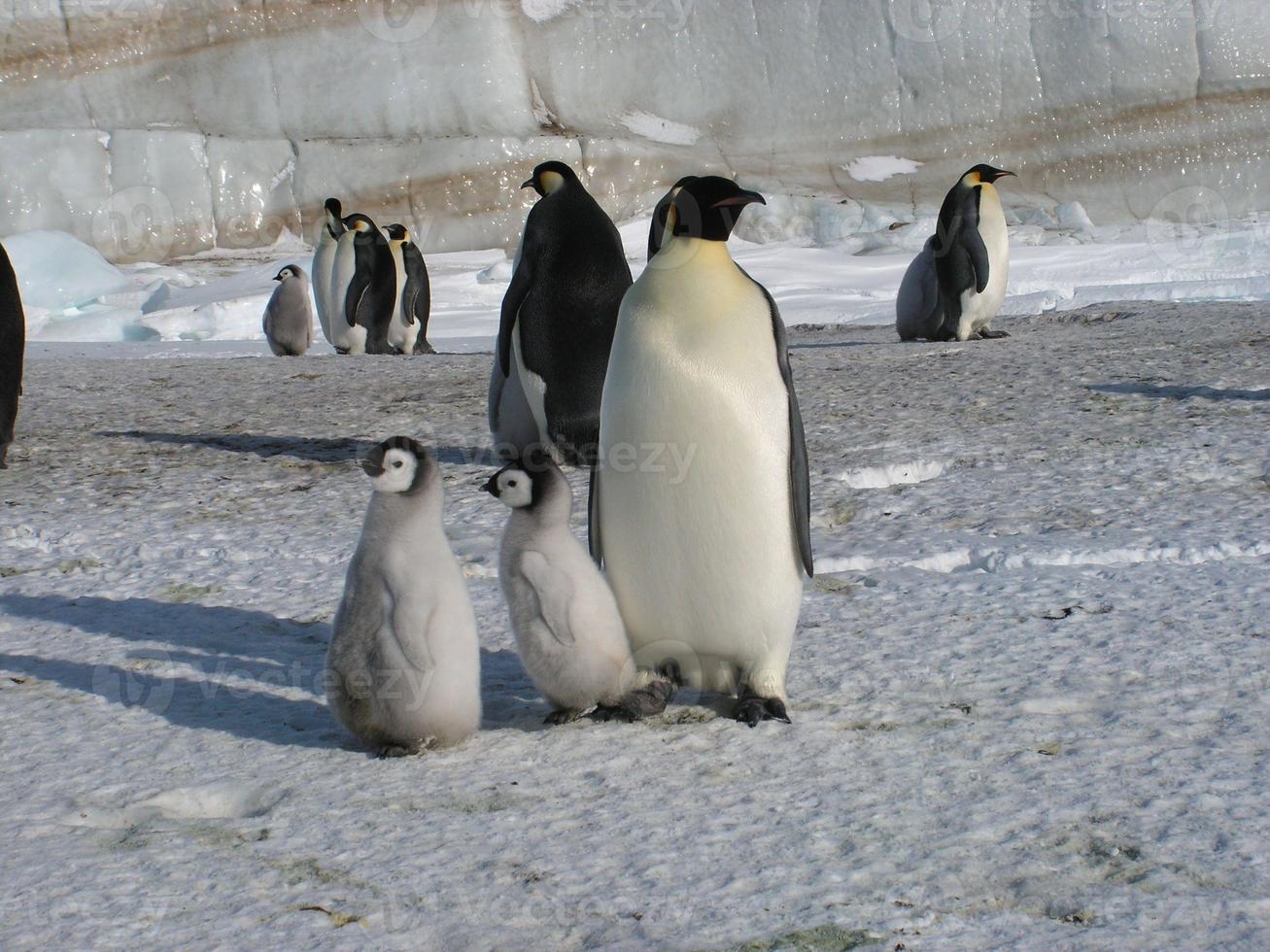 pinguini imperatori nel ghiaccio dell'Antartide foto