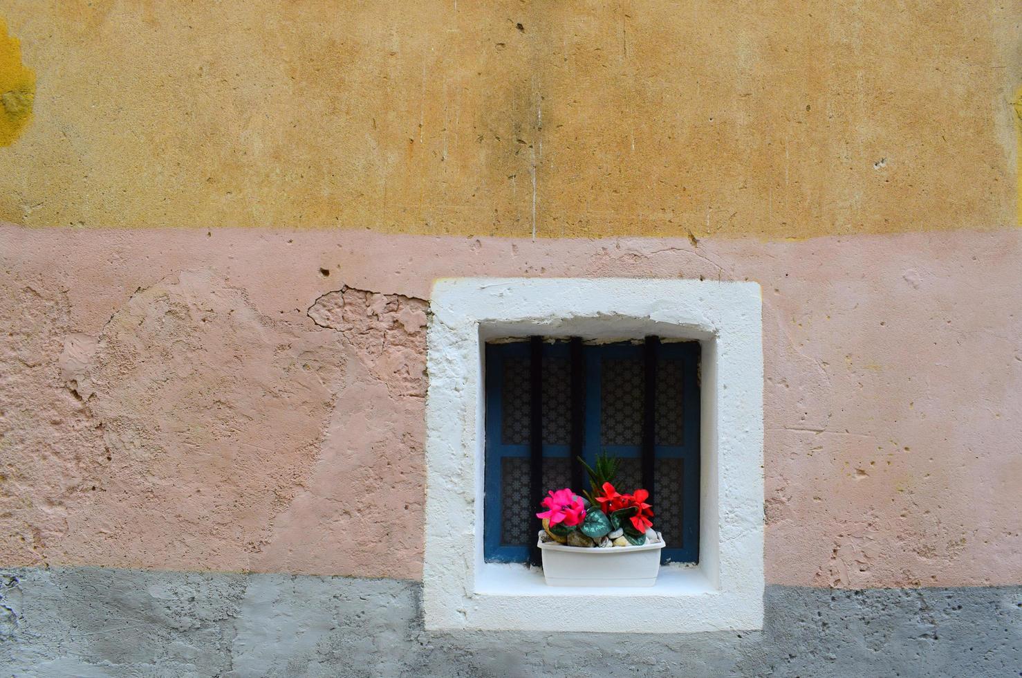 fiore dai petali rosa vicino alla finestra di giorno foto