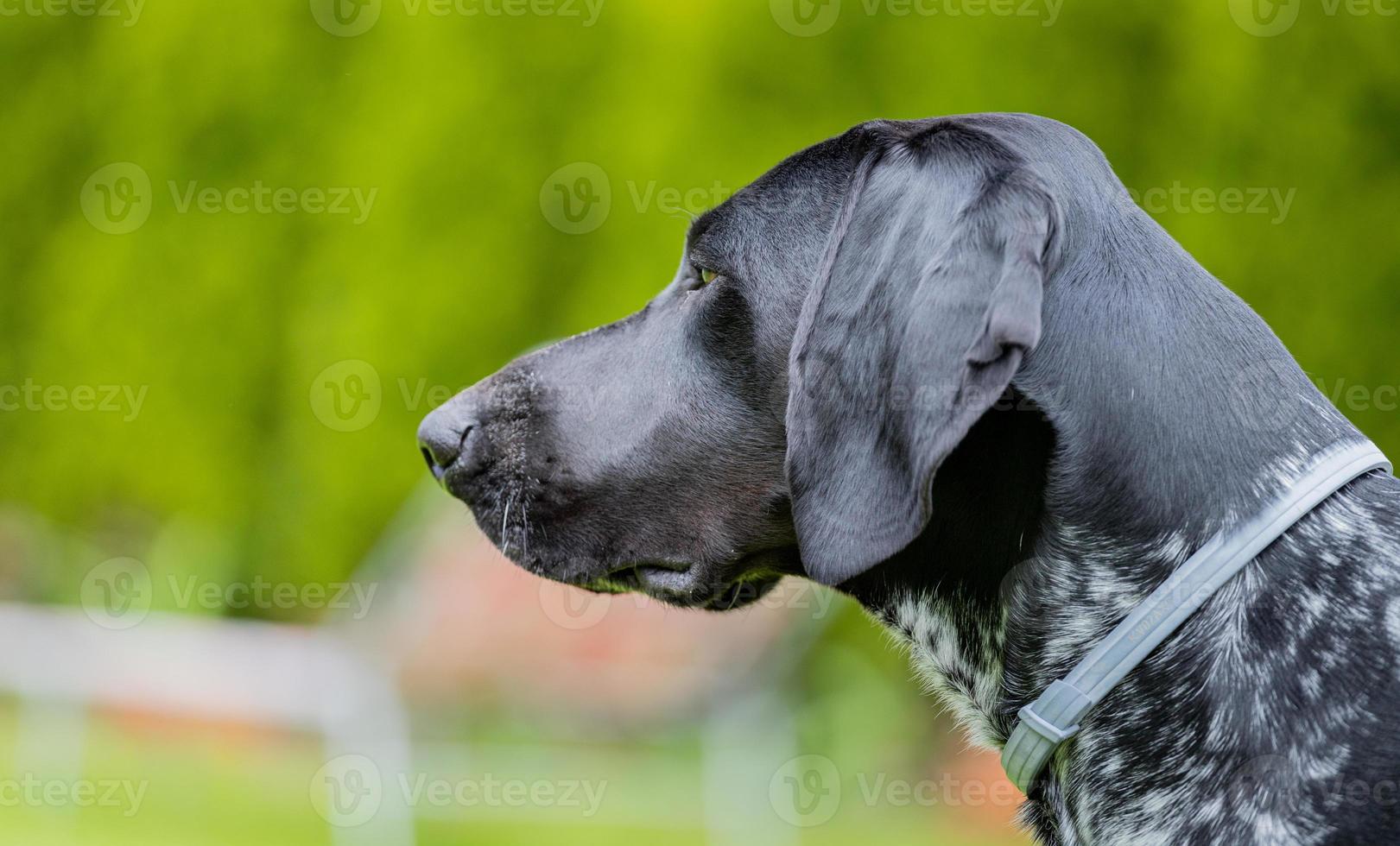 puntatore tedesco a pelo corto. uno scatto di profilo di un cane da caccia. foto