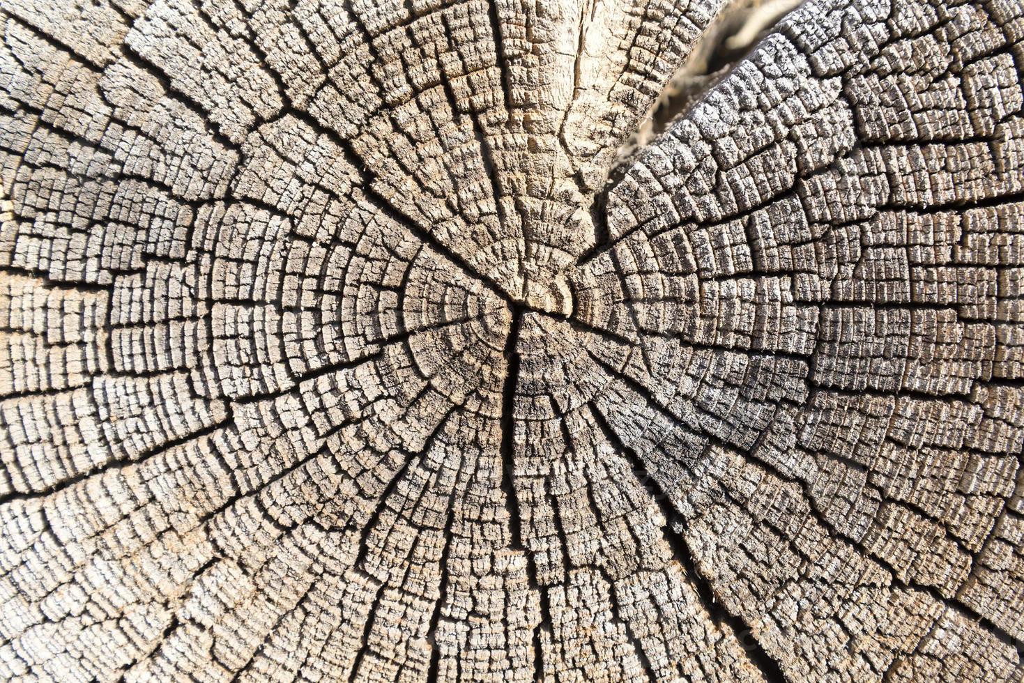 la struttura simile a un ceppo di legno incrinato. foto