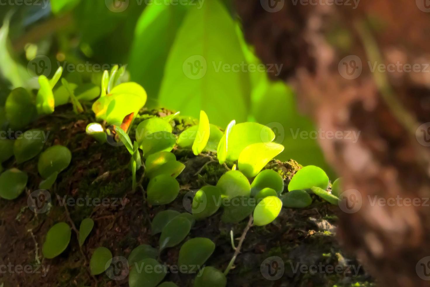 primo piano della bellissima pianta forestale pyrrosia piloselloides foto