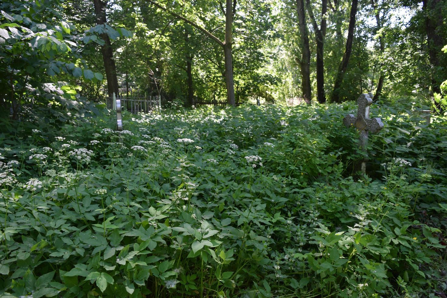 il vecchio cimitero abbandonato e le tombe ricoperte di vegetazione foto