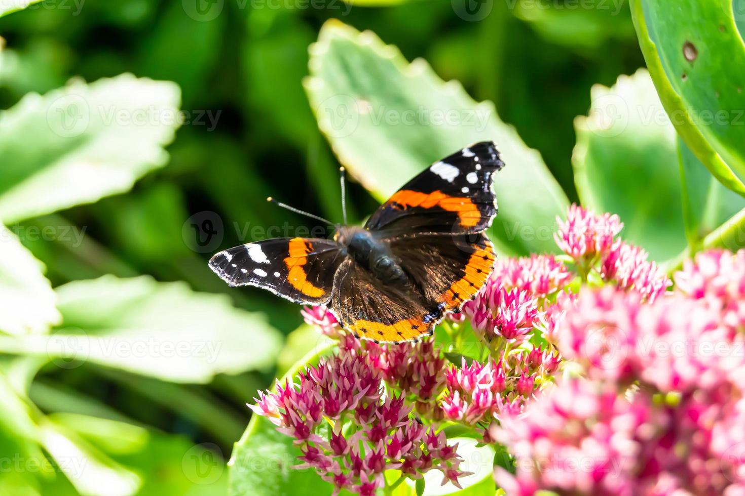 fotografia a tema bellissima farfalla nera monarca foto