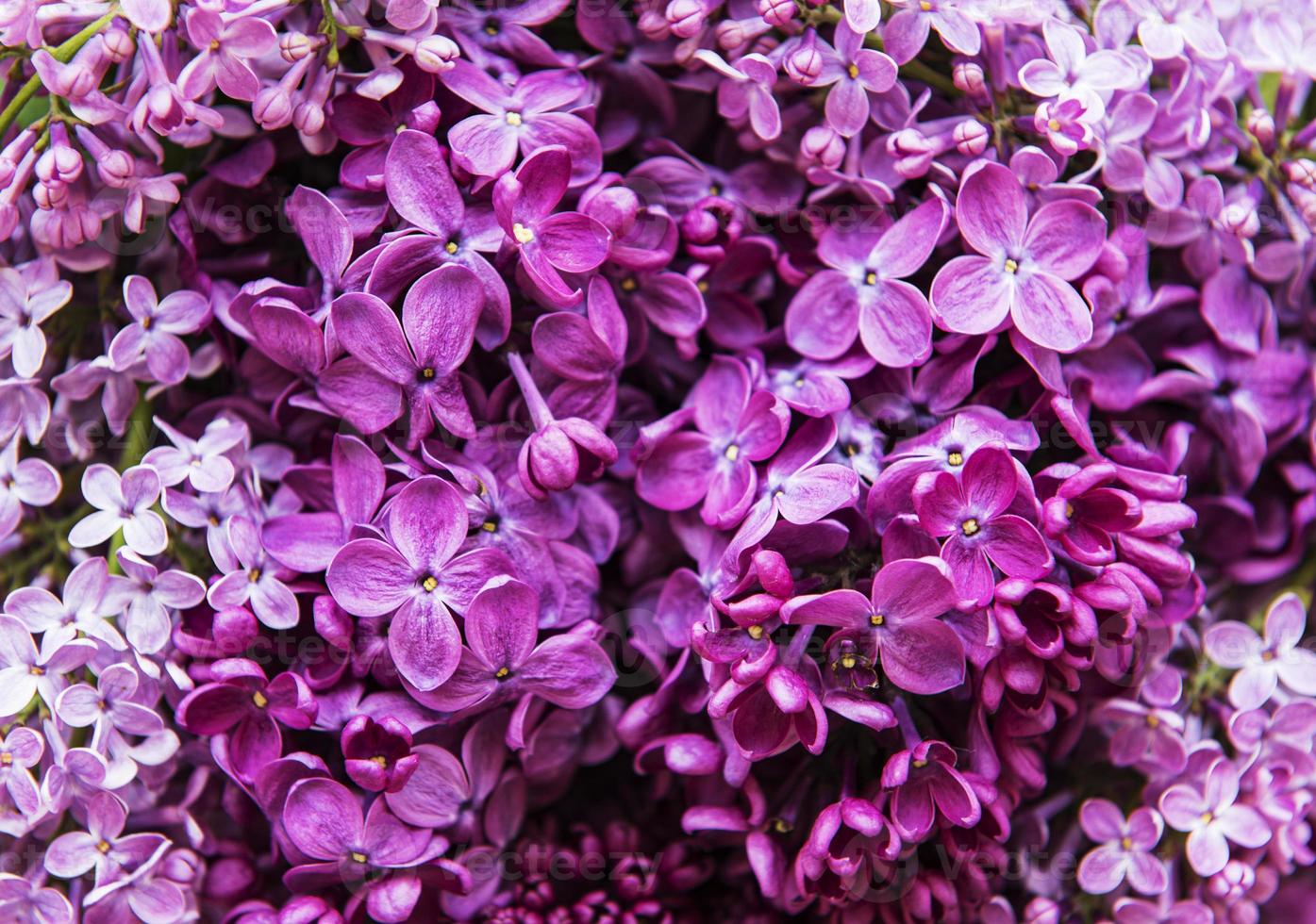sfondo naturale di fiori lilla foto