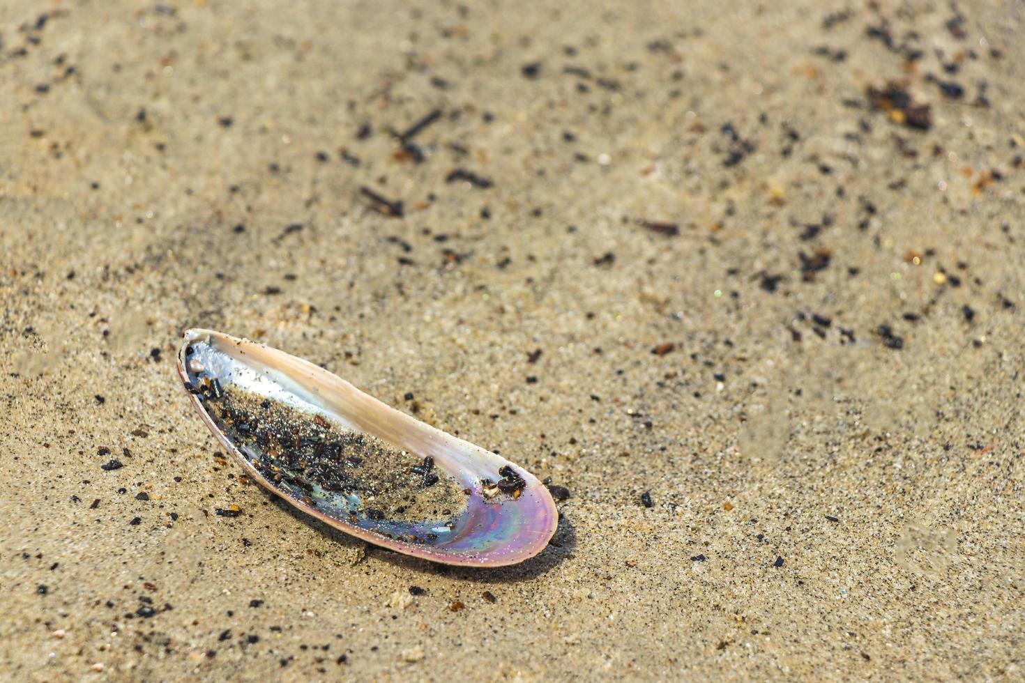 conchiglie di cozze sulla spiaggia di sabbia botafogo rio de janeiro brasile. foto