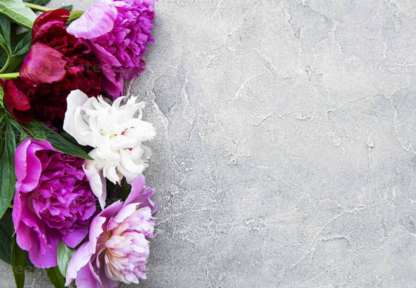 fiori di peonia su uno sfondo grigio cemento foto
