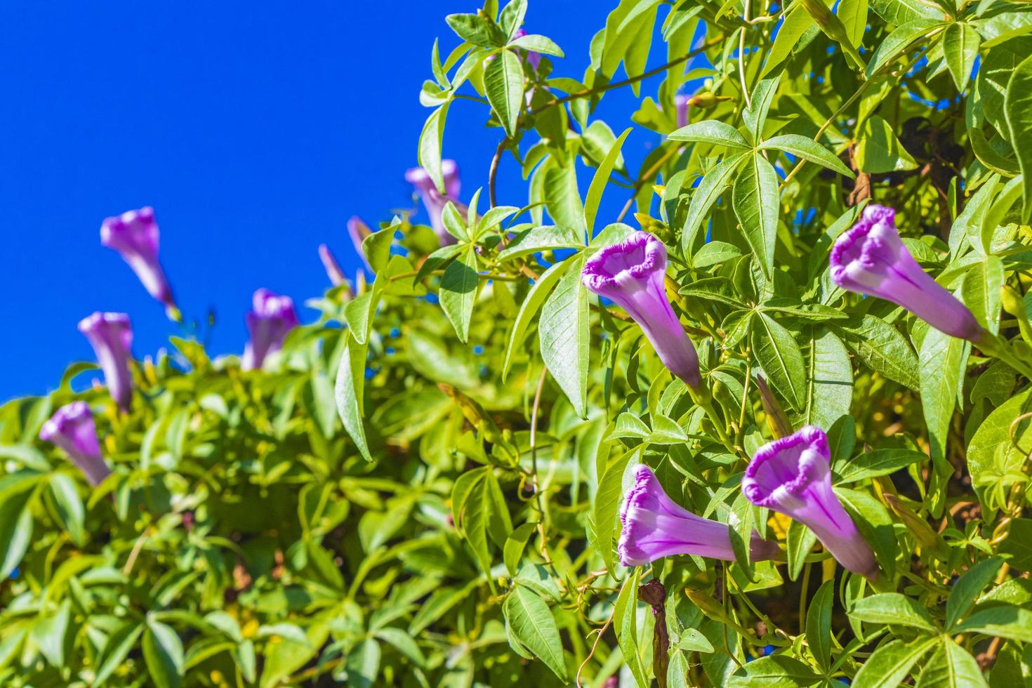 fiore rosa messicano di gloria di mattina sul recinto con le foglie verdi. foto