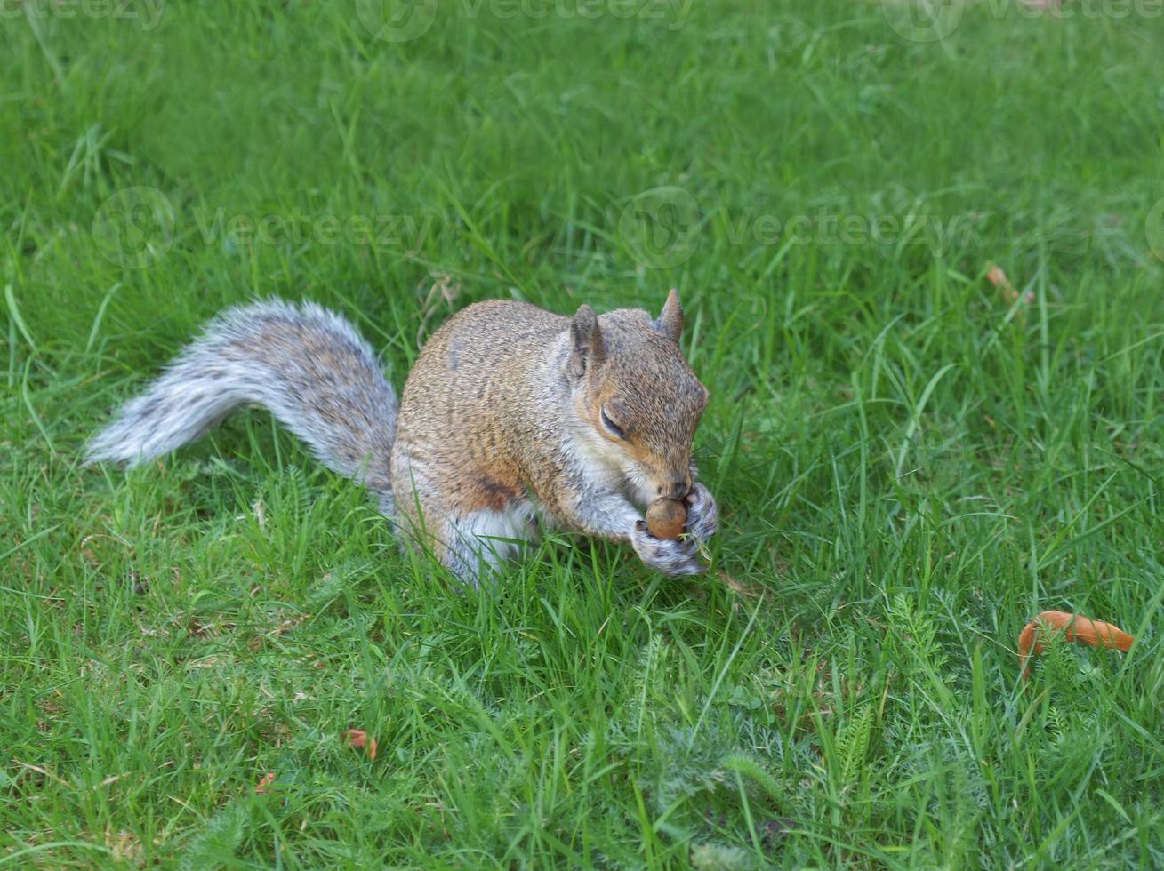 scoiattolo nell'erba foto
