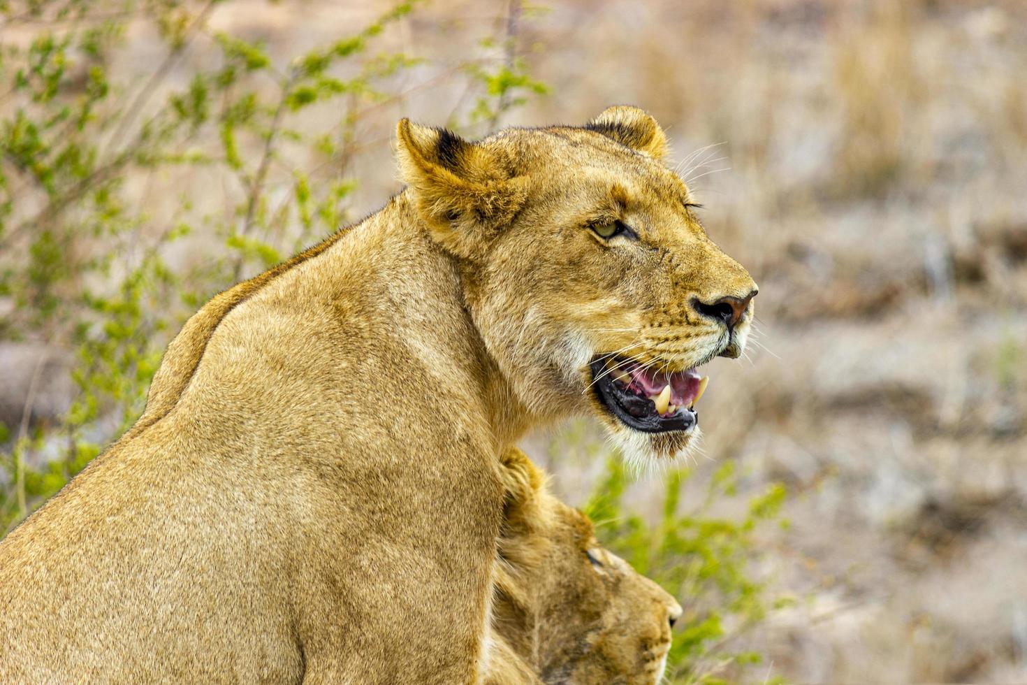 leoni al safari nel parco nazionale di mpumalanga kruger sud africa. foto