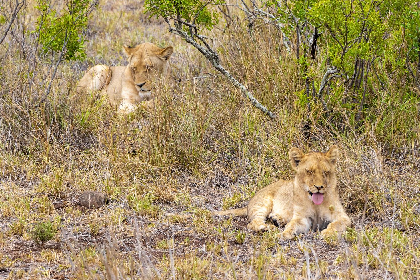 leoni madre e figlio safari parco nazionale Kruger sud africa. foto