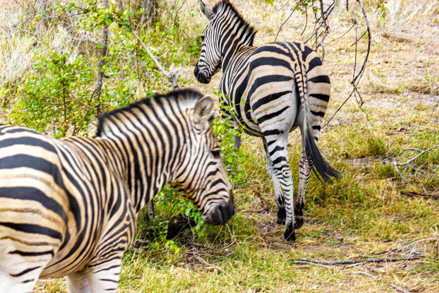 gruppo zebra o famiglia parco nazionale Kruger safari sud africa. foto