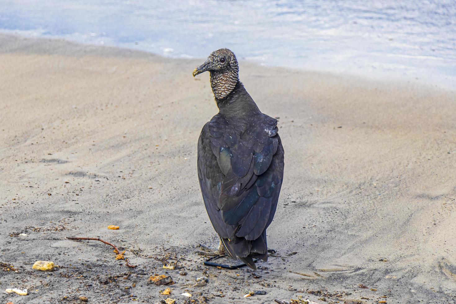 avvoltoio nero tropicale sulla spiaggia di botafogo rio de janeiro brasile. foto