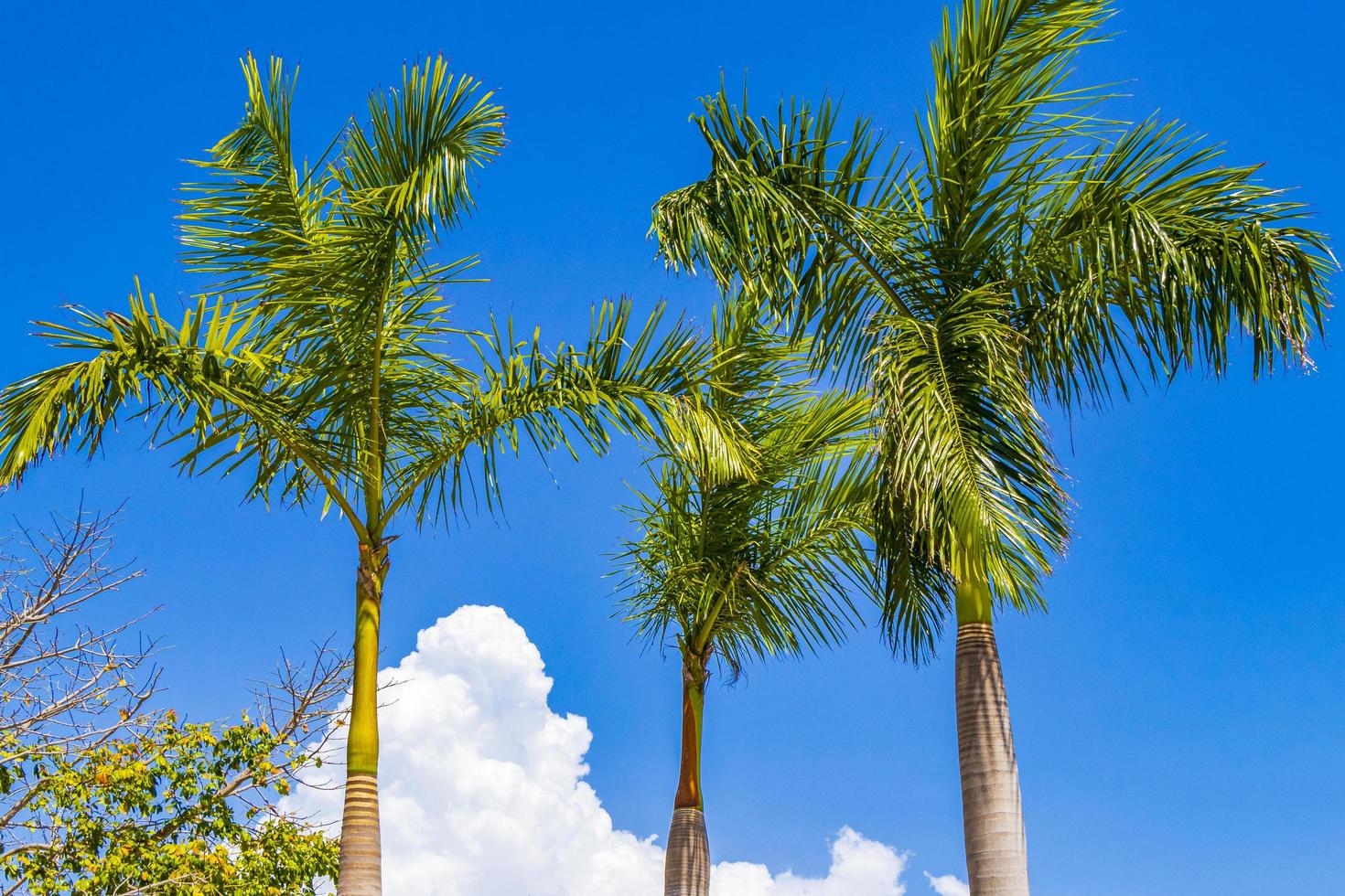 palme tropicali con cielo blu playa del carmen messico. foto