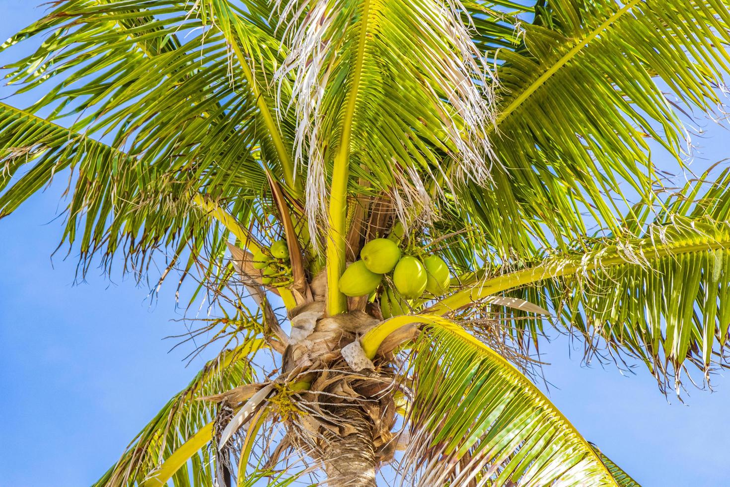 palme tropicali noci di cocco cielo blu playa del carmen messico. foto