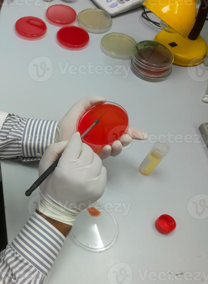 microbiologia, tecnico che lavora con ceppi batterici foto