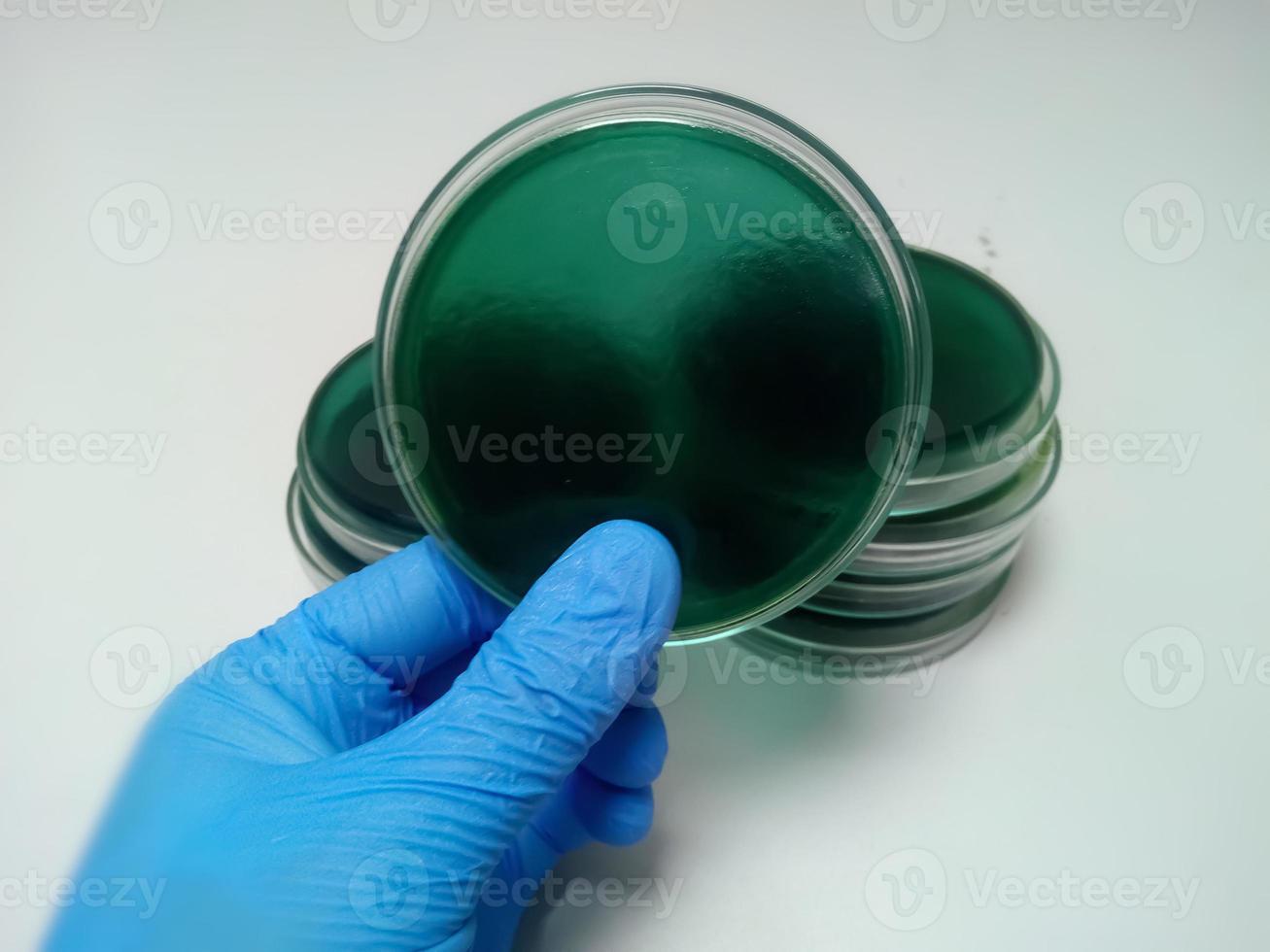 il tecnico o lo scienziato tengono i terreni di coltura pronti per la coltura batterica in microbiologia. piastra di Petri. avvicinamento. foto